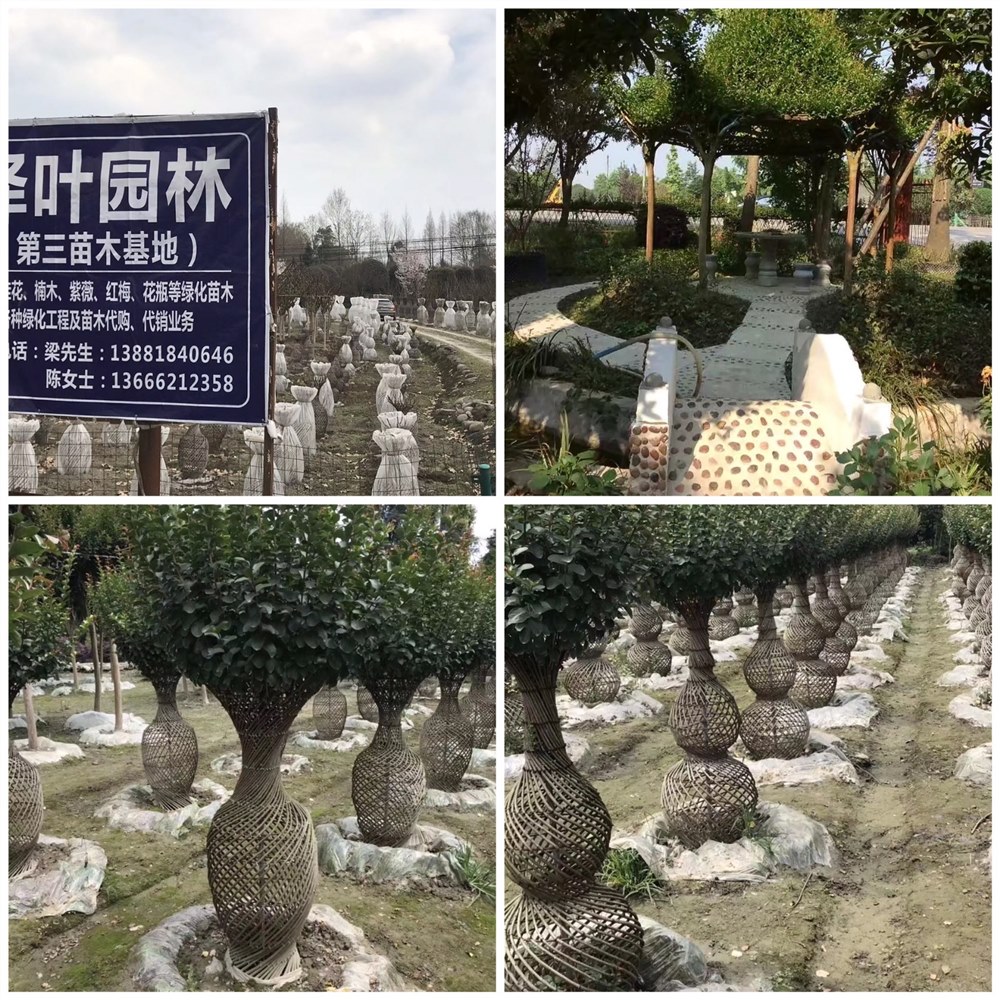 紫薇花瓶，葫芦